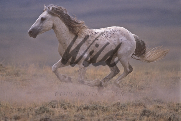 Gray-Wild-Horse-running-full-speed-with-mane-and-tail-flying-WY-HS00635-13016C_fs.jpg